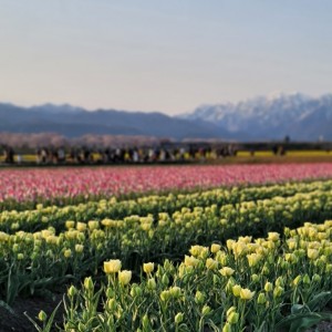 富山　ミヤモト家具　オシャレ　グリーン